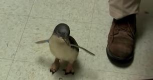 Kleine pinguïn is in de dierentuin op zoek naar zijn verzorger en wordt gek als hij hem eindelijk vindt om over zijn buikje te wrijven Kleine pinguïn is in de dierentuin op zoek naar zijn verzorger en wordt gek als hij hem eindelijk vindt om over zijn buikje te wrijven