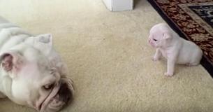 Buldog-puppy berispt zijn moeder als hij op verkenningstocht probeert te gaan Buldog-puppy berispt zijn moeder als hij op verkenningstocht probeert te gaan