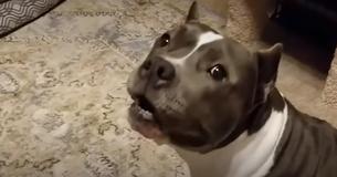 Pit Bull Maisy praat voortdurend met haar nieuwe baasje Marisa nadat ze haar heeft geadopteerd Pit Bull Maisy praat voortdurend met haar nieuwe baasje Marisa nadat ze haar heeft geadopteerd