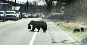 Mother Bear Struggling To Cross Road With Her Cubs Is Like Any Parent Mother Bear Struggling To Cross Road With Her Cubs Is Like Any Parent