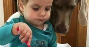 Dog Steals Kid's Food Every Time He's About To Use His Fork Dog Steals Kid's Food Every Time He's About To Use His Fork