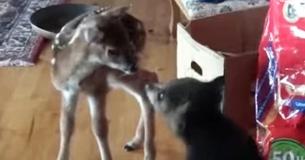 Bear Cub Wants To Give Baby Deer A Sweet Kiss Bear Cub Wants To Give Baby Deer A Sweet Kiss