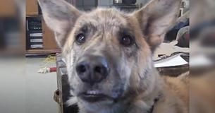 Baasje vertelt hondje dat alle lekkernijen naar de kat gingen - Internetgebruikers genieten van de reactie van de hond Baasje vertelt hondje dat alle lekkernijen naar de kat gingen - Internetgebruikers genieten van de reactie van de hond