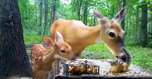 A doe, fawn and chipmunk feast together like a family A doe, fawn and chipmunk feast together like a family