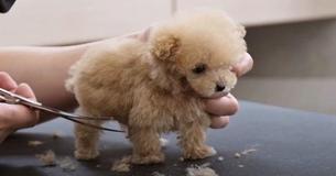 Smallest 3-Month-Old Toy Poodle Puppy Goes To Groomer's For The First Time Smallest 3-Month-Old Toy Poodle Puppy Goes To Groomer's For The First Time