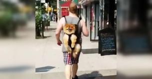 Totally Relaxed Dog Adorably Rides Along In Owner’s Backpack Totally Relaxed Dog Adorably Rides Along In Owner’s Backpack