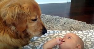 Baby Girl Has Adorable Discussion With Golden Retriever Baby Girl Has Adorable Discussion With Golden Retriever