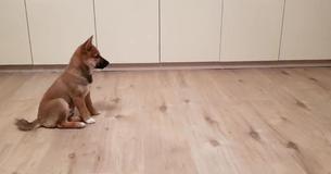 Excited Shiba Inu Pup Loses It As Owner Comes Home Excited Shiba Inu Pup Loses It As Owner Comes Home