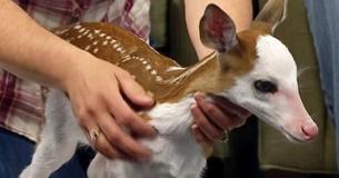 Deer Gives Birth To Twins But When Mom Realizes One Has Rare Condition She Rejects Him To Care For Himself Deer Gives Birth To Twins But When Mom Realizes One Has Rare Condition She Rejects Him To Care For Himself