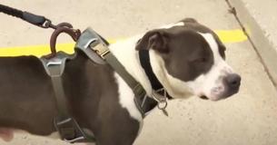 Hero Pit Bull Dog Receives Award from Texas Fire Department for Saving His Owner's Life Hero Pit Bull Dog Receives Award from Texas Fire Department for Saving His Owner's Life