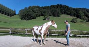 Man Begins Performing Popular Dance But His Horse Steals The Spotlight Man Begins Performing Popular Dance But His Horse Steals The Spotlight