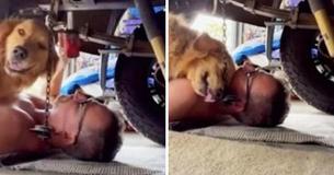 In Adorable Moment Golden Retriever Crawls Under Mechanic Dad's Car And Climbs On Him To Cuddle In Adorable Moment Golden Retriever Crawls Under Mechanic Dad's Car And Climbs On Him To Cuddle