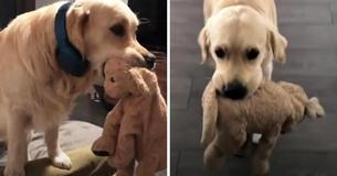 Golden Retriever Raised With Stuffed Animal And Refuses To Go Anywhere Without It Golden Retriever Raised With Stuffed Animal And Refuses To Go Anywhere Without It