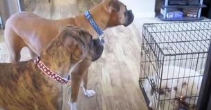 Funny Boxer Dogs Ensure No One Is Watching As They Liberate Canine Pal Funny Boxer Dogs Ensure No One Is Watching As They Liberate Canine Pal
