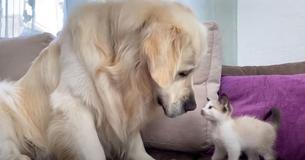 Fluffy Golden Retriever And Sweet Kitten Play Together For The First Time Fluffy Golden Retriever And Sweet Kitten Play Together For The First Time
