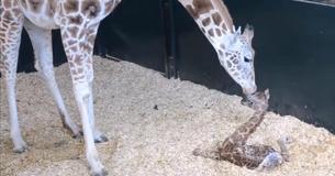 Newly Born Baby Giraffe Stands Up For The First Time Newly Born Baby Giraffe Stands Up For The First Time