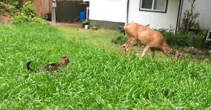 Cat Stalks Deer But Ends Up Falling For It Cat Stalks Deer But Ends Up Falling For It