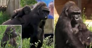 Baby Gorilla Hand-Reared By Zoo Staff After Being Abandoned By His Mother Gets A Surrogate Mom As Another Female Takes Him In As Her Own Baby Gorilla Hand-Reared By Zoo Staff After Being Abandoned By His Mother Gets A Surrogate Mom As Another Female Takes Him In As Her Own