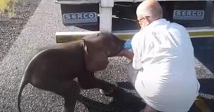 Truckers Help Thirsty 3-Week-Old Elephant Found On Roadside And Take Detour To Ensure She's Safe Truckers Help Thirsty 3-Week-Old Elephant Found On Roadside And Take Detour To Ensure She's Safe
