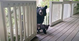 Man Befriends A Bear Over The Years And Then She Takes Her Cubs To Meet Him Man Befriends A Bear Over The Years And Then She Takes Her Cubs To Meet Him