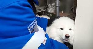 Dog Rescued After Wandering Along Arctic Ice For More Than A Week Dog Rescued After Wandering Along Arctic Ice For More Than A Week