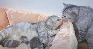 Papa Cat Wins Internet Fame For His Adorable Meeting With His Newborn Kittens Papa Cat Wins Internet Fame For His Adorable Meeting With His Newborn Kittens