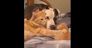 Cat Mama Introduces Her One-Week-Old Kitten To Her Dog Friend Cat Mama Introduces Her One-Week-Old Kitten To Her Dog Friend