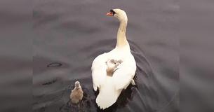 Loving Swan Dad Steps Up To Raise His Babies After Their Mom Passes Away Loving Swan Dad Steps Up To Raise His Babies After Their Mom Passes Away
