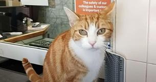 Cat Lands Job As Senior Mouse Catcher At A Train Station – And Becomes An International Star Cat Lands Job As Senior Mouse Catcher At A Train Station – And Becomes An International Star