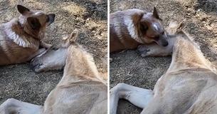 Forældreløst føl mister viljen til at leve, indtil en sød hund kommer og hjælper Forældreløst føl mister viljen til at leve, indtil en sød hund kommer og hjælper