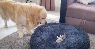 Golden Retriever kæmper på en morsom og yndig måde med en killing i sin hundeseng Golden Retriever kæmper på en morsom og yndig måde med en killing i sin hundeseng