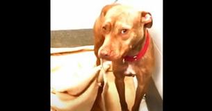 Adorable Shelter Dog Makes Bed Daily In Order To Show He's A Good Pup Adorable Shelter Dog Makes Bed Daily In Order To Show He's A Good Pup
