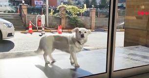 Dog Continually Ran Away From Home To Spend 6 Days Outside Hospital Waiting For Sick Owner Dog Continually Ran Away From Home To Spend 6 Days Outside Hospital Waiting For Sick Owner