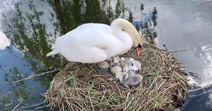 Un homme construit un radeau pour sauver les œufs d'un cygne après l'avoir vu les perdre pendant une décennie à cause d'une série de catastrophes Un homme construit un radeau pour sauver les œufs d'un cygne après l'avoir vu les perdre pendant une décennie à cause d'une série de catastrophes