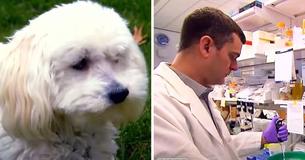 Ejer får DNA-testet sin hund og er chokeret over at lære, at hunden til 1.750 dollars ikke er af den race, den blev solgt som Ejer får DNA-testet sin hund og er chokeret over at lære, at hunden til 1.750 dollars ikke er af den race, den blev solgt som