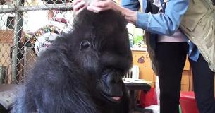 Motherly Gorilla Is Given A Box Of Kittens For Her Birthday Motherly Gorilla Is Given A Box Of Kittens For Her Birthday