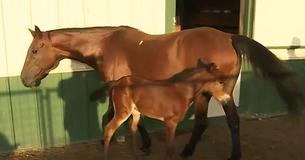 Horse Who Survived Accident On Her Way To The Butcher Gives Birth To ‘Miracle’ Healthy Colt Horse Who Survived Accident On Her Way To The Butcher Gives Birth To ‘Miracle’ Healthy Colt