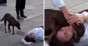 Stray Dog Interrupts Live Street Performance To Comfort Actor Who Is Pretending To Be Injured Stray Dog Interrupts Live Street Performance To Comfort Actor Who Is Pretending To Be Injured