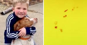 Stranger Has Gut Feeling About Missing Boy And Dog So He Uses His Drone And Finds Bright Spot Stranger Has Gut Feeling About Missing Boy And Dog So He Uses His Drone And Finds Bright Spot