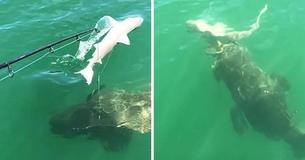 Jaw-Dropping Clip Shows Gigantic 'Sea Monster' As It Devours Shark In Single Gulp Jaw-Dropping Clip Shows Gigantic 'Sea Monster' As It Devours Shark In Single Gulp