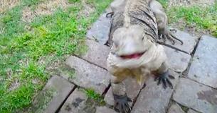 Pet Iguana Greets Returning Owner Just Like A Dog Pet Iguana Greets Returning Owner Just Like A Dog