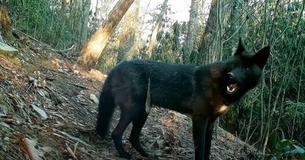 Man Records One Of America's Rarest Animals By Chance Man Records One Of America's Rarest Animals By Chance