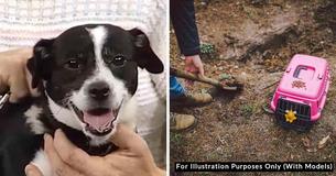 Family Buries Dog Following Accident, But Next Day He Shows Up At Their Door Family Buries Dog Following Accident, But Next Day He Shows Up At Their Door