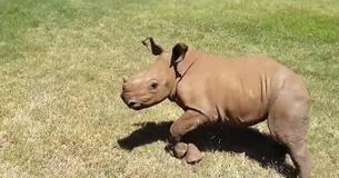 Rhino Orphans Are Adorable While Running And Playing Like Children Rhino Orphans Are Adorable While Running And Playing Like Children