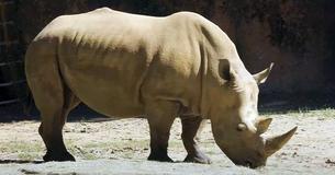 Zoo Atlanta Welcomes Southern White Rhino To Savanna Habitat Zoo Atlanta Welcomes Southern White Rhino To Savanna Habitat