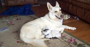 White German Shepherd Adopts Newborn Pygmy Goat & They Come To Be Best Friends White German Shepherd Adopts Newborn Pygmy Goat & They Come To Be Best Friends