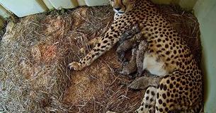 Cheetah Gives Birth To Offspring At National Zoo Cheetah Gives Birth To Offspring At National Zoo