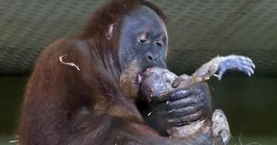 Orangutan Gives Birth On Film For First Time Ever And Shows Baby To Zookeeper Orangutan Gives Birth On Film For First Time Ever And Shows Baby To Zookeeper