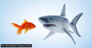 Police Mistake Pool Of Goldfish For Sharks Swimming Round Christmas Tree In Apartment Police Mistake Pool Of Goldfish For Sharks Swimming Round Christmas Tree In Apartment