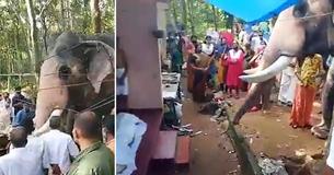 Elephant Walked Over 15 Miles To Bid Farewell And Pay Respects To His Best Friend Of 25 Years Elephant Walked Over 15 Miles To Bid Farewell And Pay Respects To His Best Friend Of 25 Years